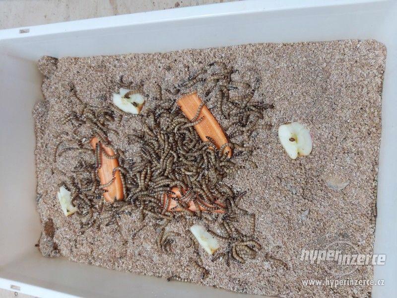 Potemník brazilský - foto 1