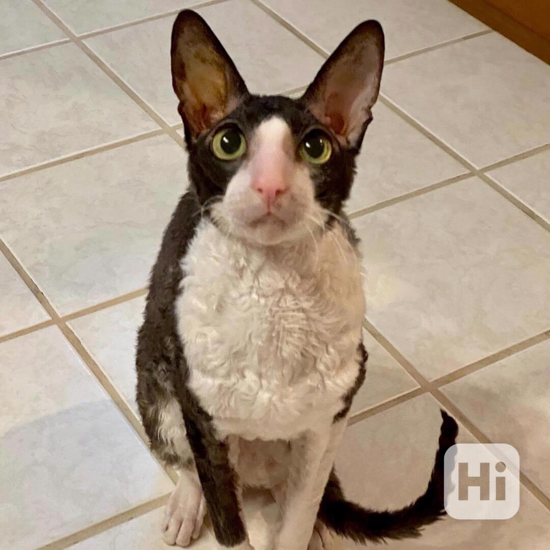 Úžasné kotě plemene Cornish Rex - foto 1