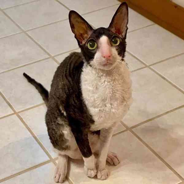 Úžasné kotě plemene Cornish Rex - foto 2