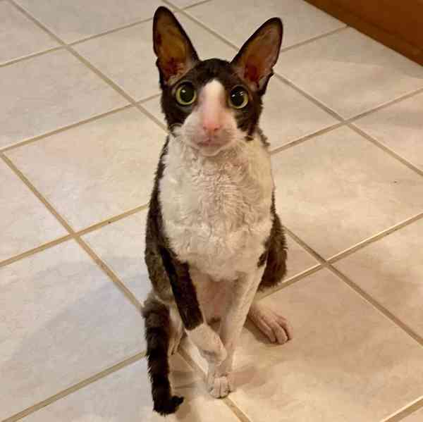 Úžasné kotě plemene Cornish Rex - foto 3