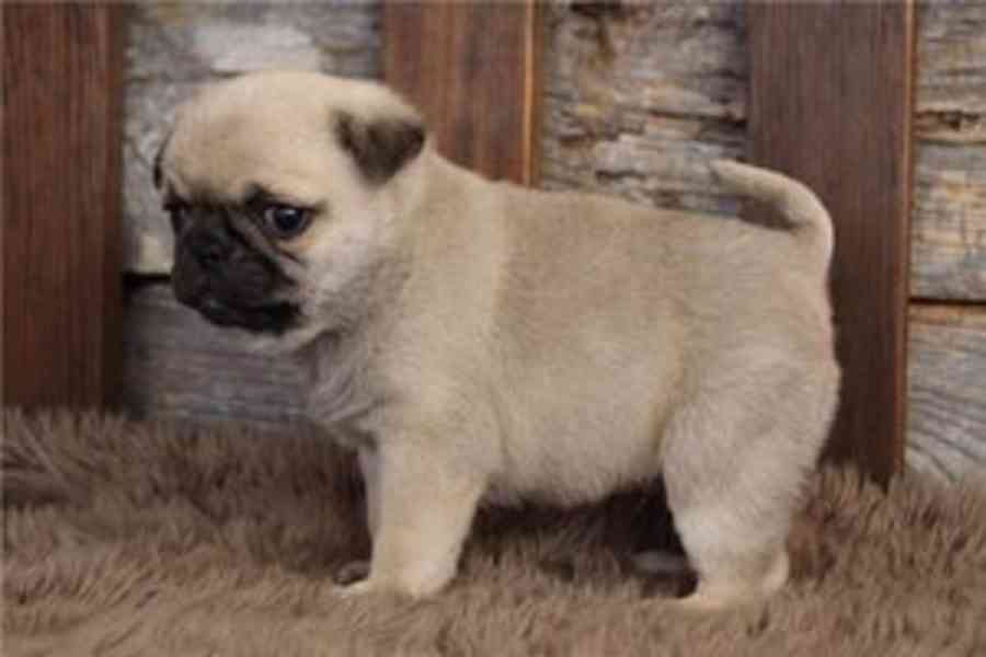 Roztomilá štěňata mopse k dispozici