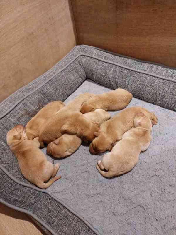 Hnědá a žlutá štěňata labradora s PP FCI - foto 1