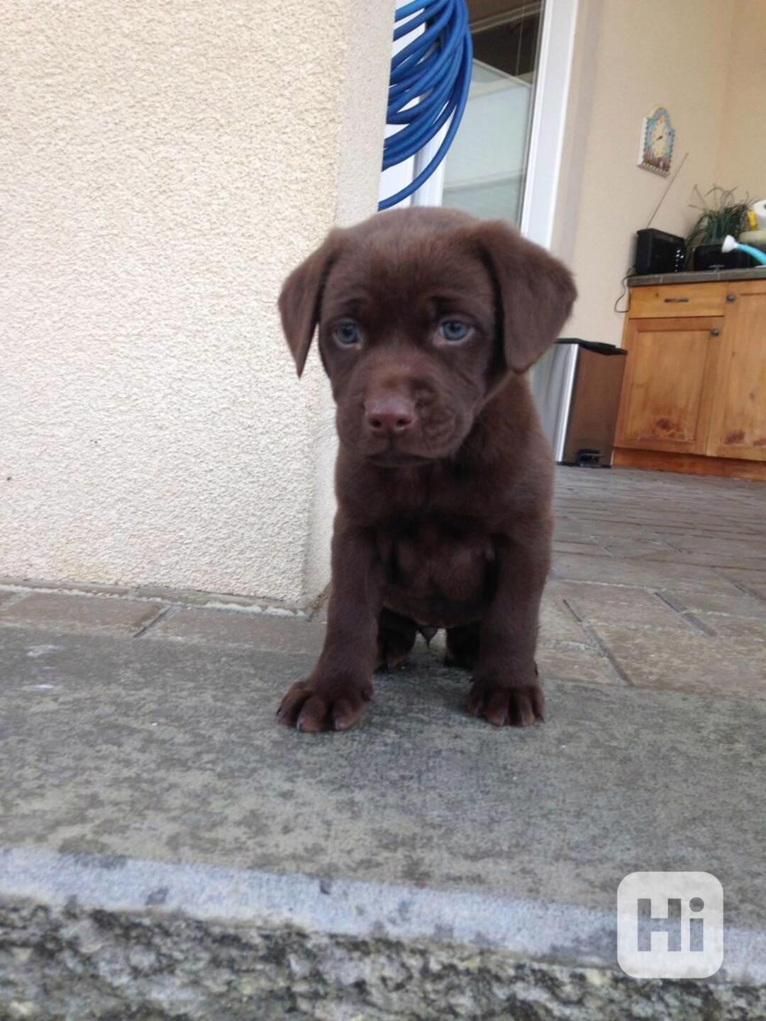 Domů vyškolené Labrador Retriever štěňata - foto 1