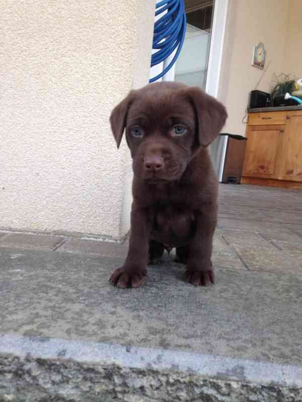 Domů vyškolené Labrador Retriever štěňata - foto 1