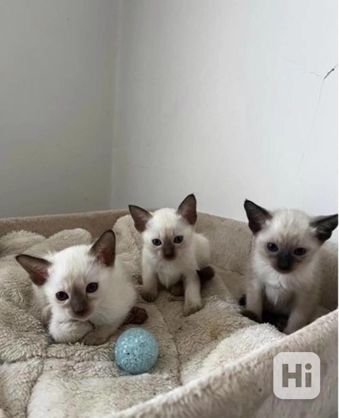 Okouzlující siamská koťátka - foto 1