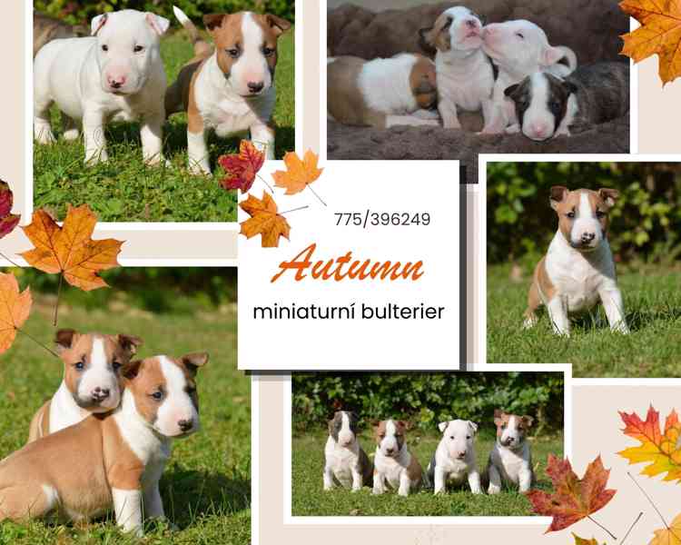 miniaturní bullterier pes s PP FCI k odběru - foto 6