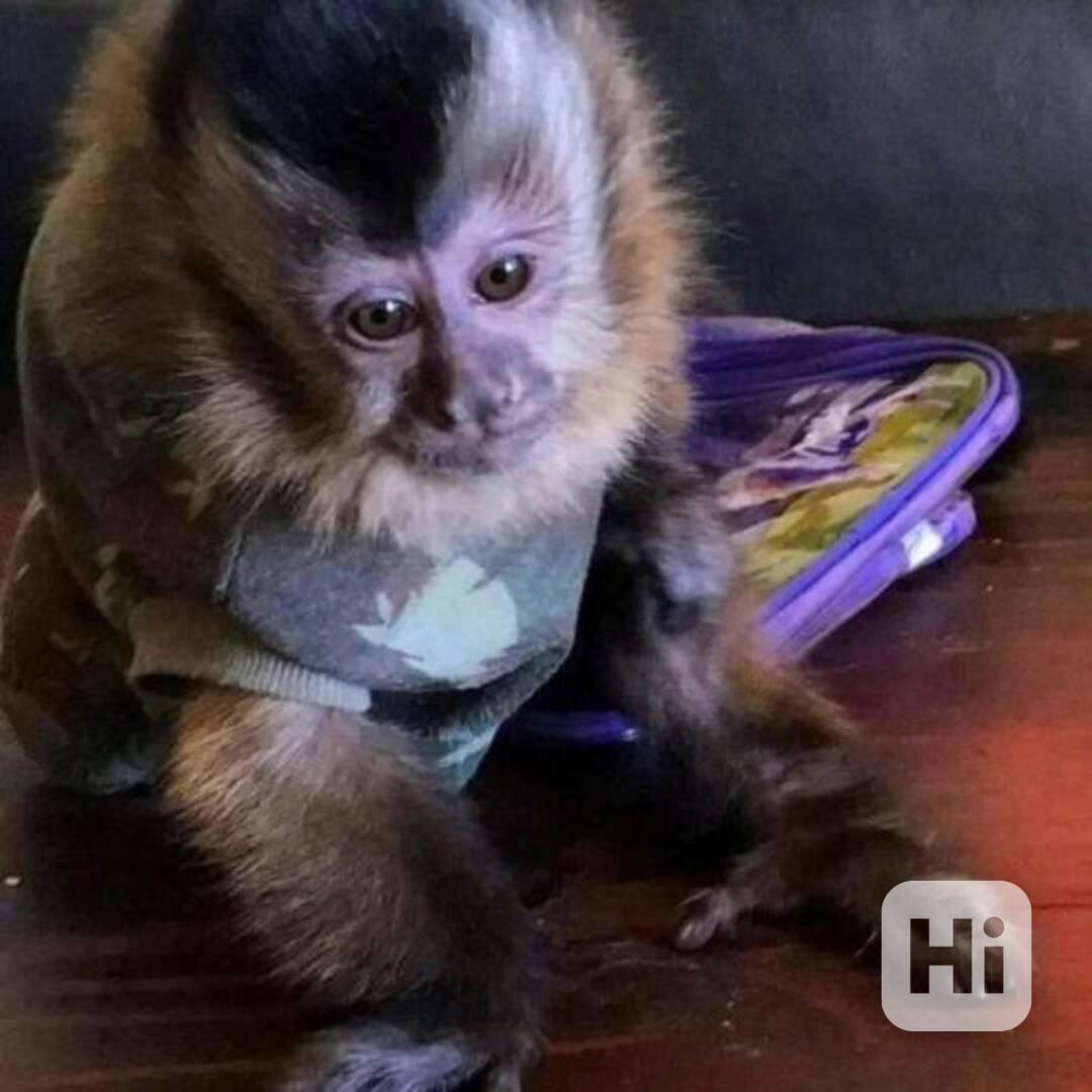 Dvojitě čisté kapucínské opice připravené k výcviku - foto 1