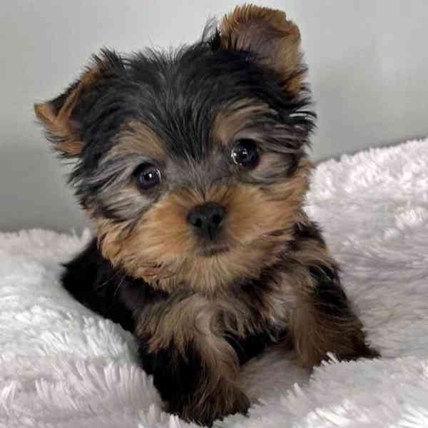 Štěňata jorkšírského teriéra teacup k adopci - foto 1