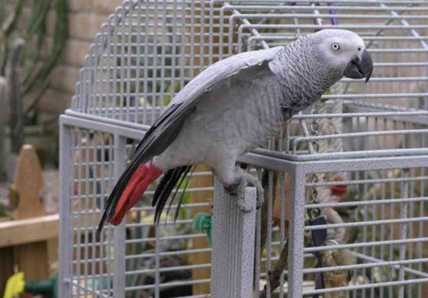 Papoušek šedý Kongo s klecí 7000kc - foto 3
