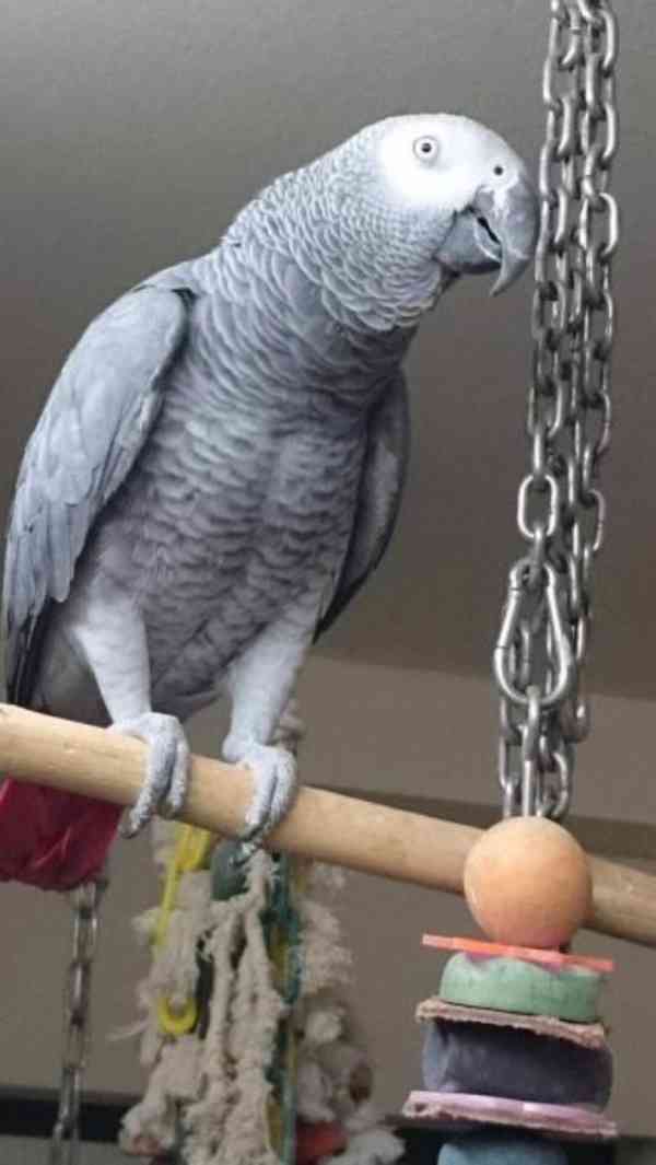Papoušek šedý Kongo s klecí 7000kc - foto 2