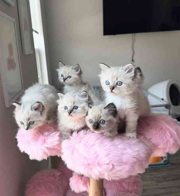 Koťata plemene Ragdoll k dispozici - foto 1
