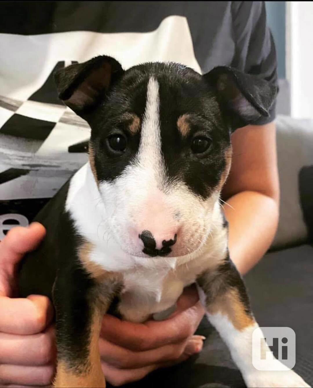 Nádherná štěňata bulteriéra - foto 1