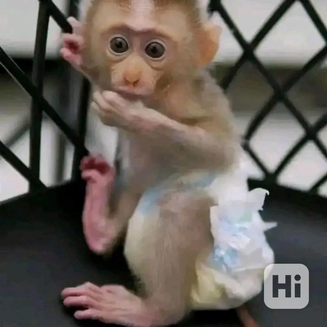  Úžasné kapucínské opice hledají dobrý domov - foto 1
