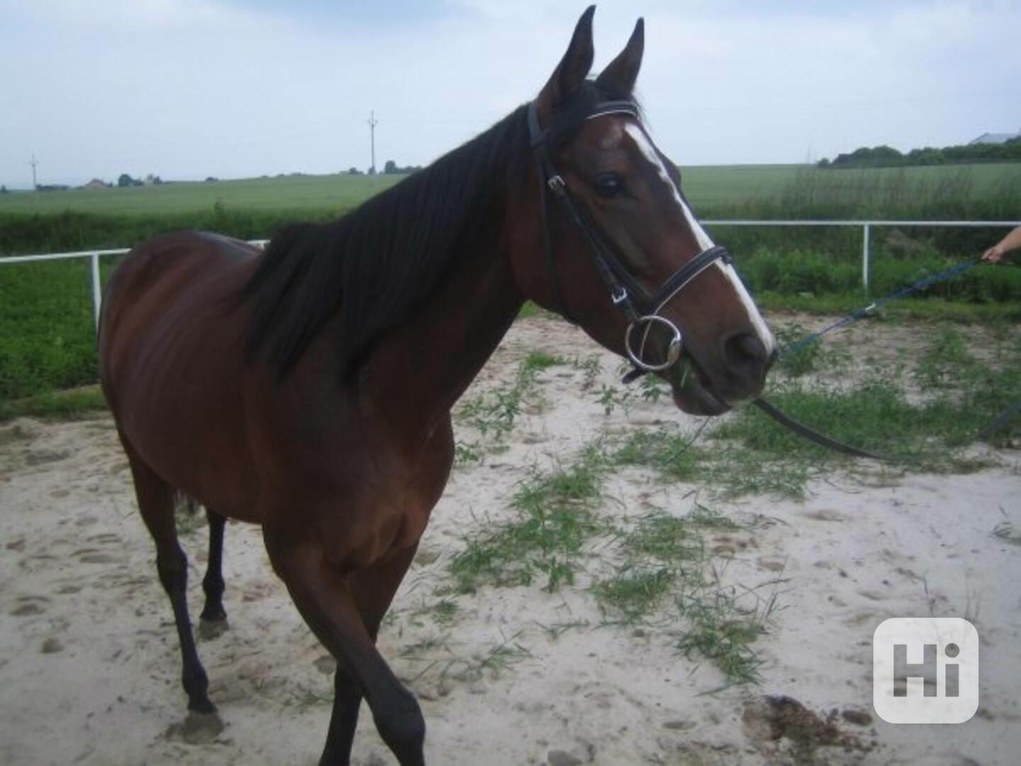 Nabízím ježdění na koni - Olomouc - foto 1