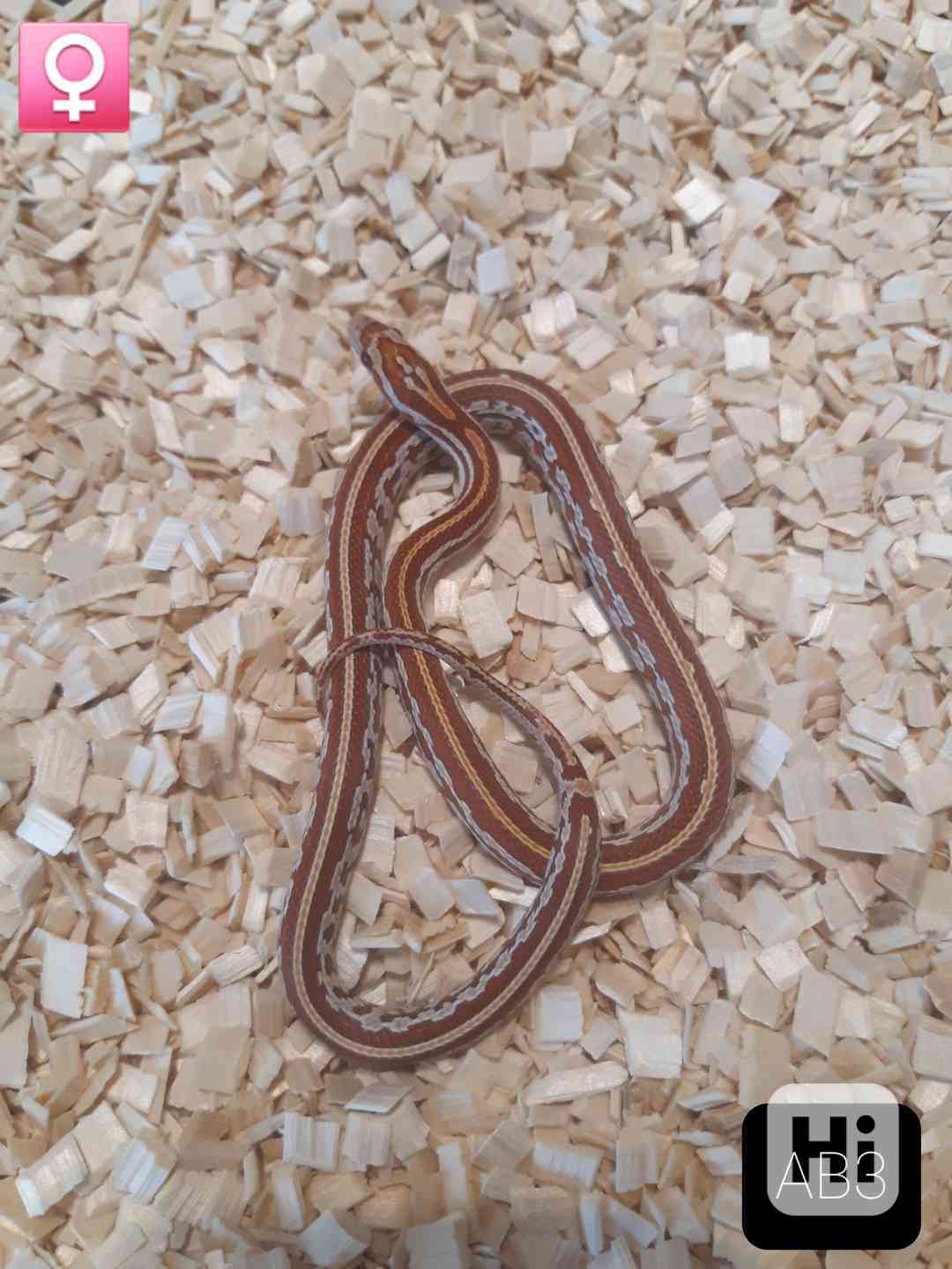 Mláďata Pantherophis guttatus/užovky červené - foto 1