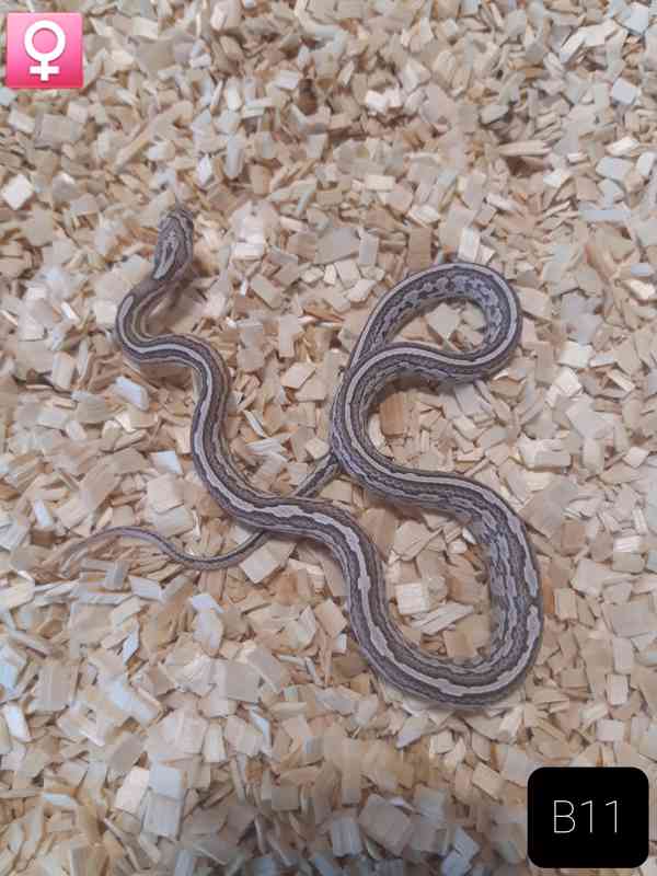 Mláďata Pantherophis guttatus/užovky červené - foto 9