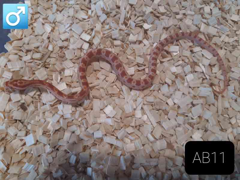 Mláďata Pantherophis guttatus/užovky červené - foto 3