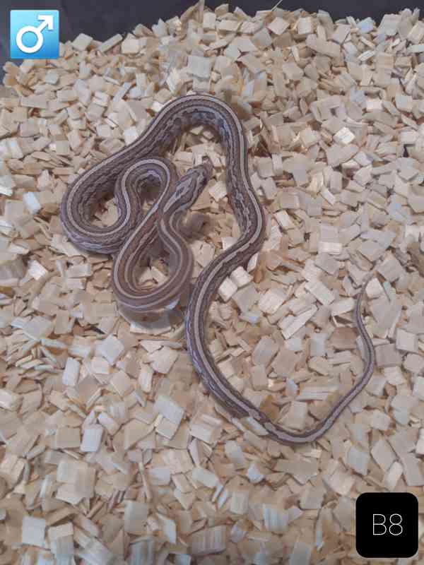 Mláďata Pantherophis guttatus/užovky červené - foto 8