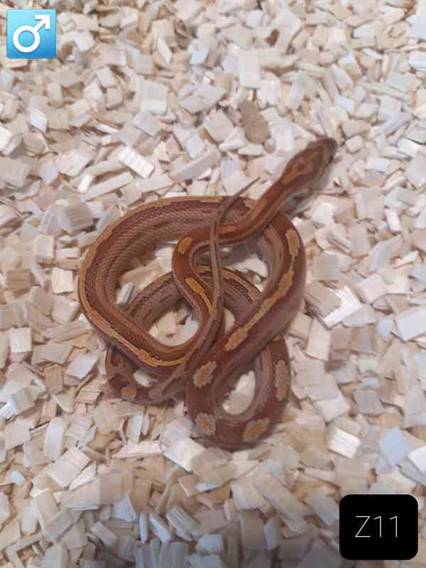 Mláďata Pantherophis guttatus/užovky červené - foto 11