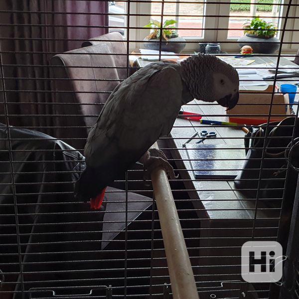 Rozkošní papoušci šedí na prodej - foto 1