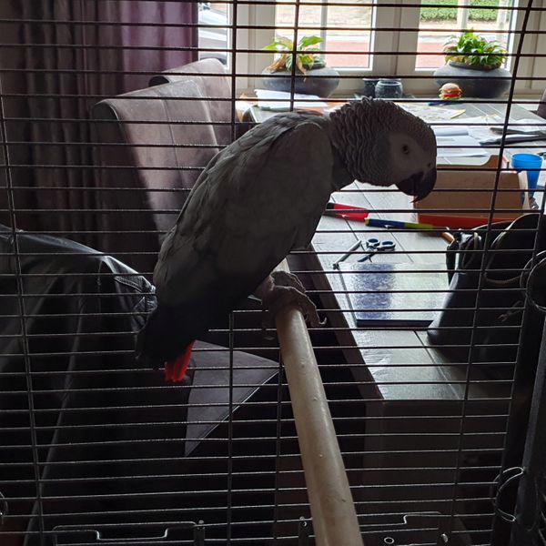 Rozkošní papoušci šedí na prodej - foto 1