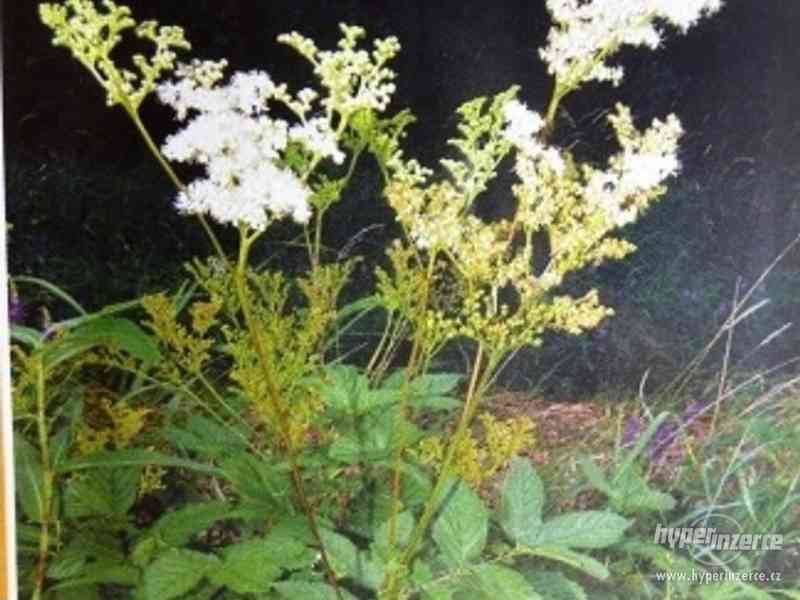 Tužebník jilmový-Léčivá rostlina /Semena - foto 1
