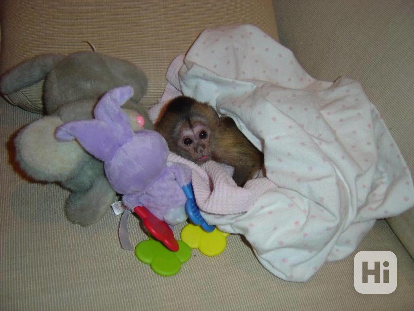 PŘÁTELSKÉ OPICE K ADOPCI - foto 1