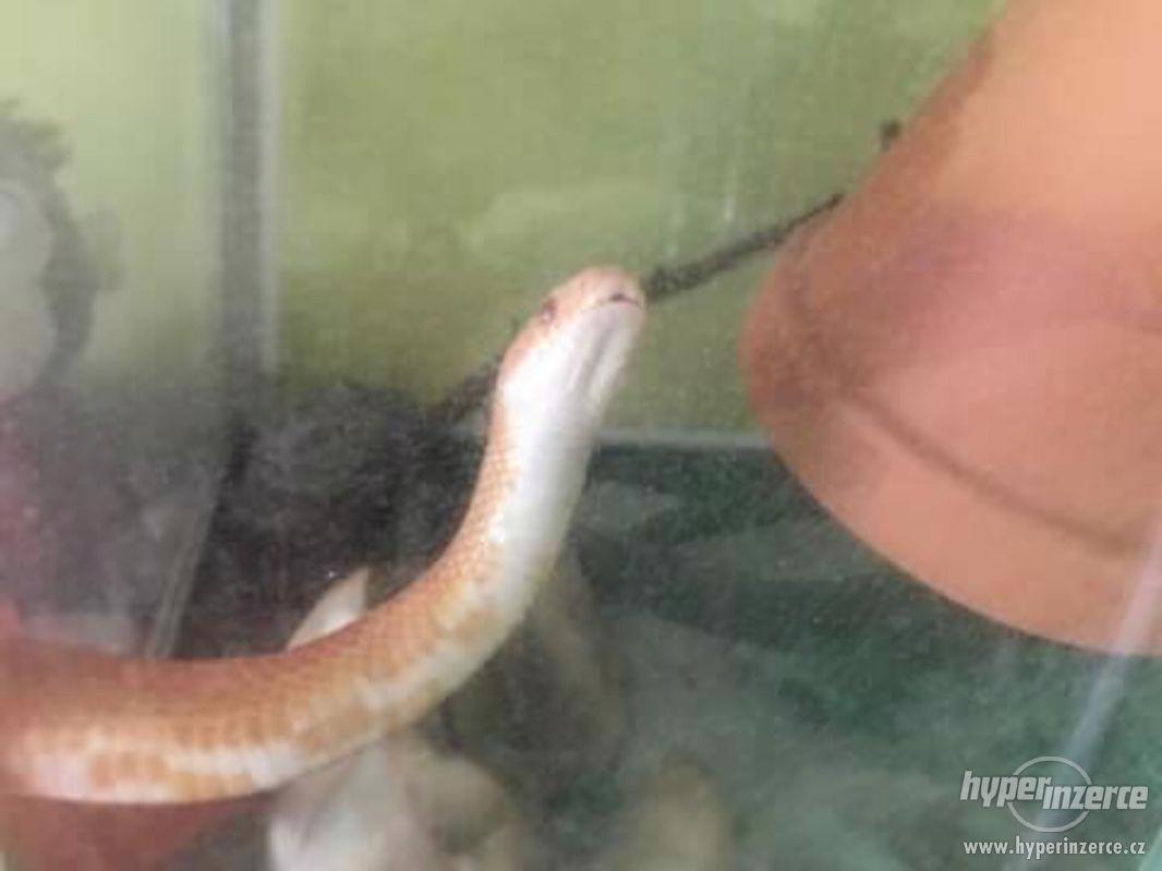 Užovka červená albin - foto 1