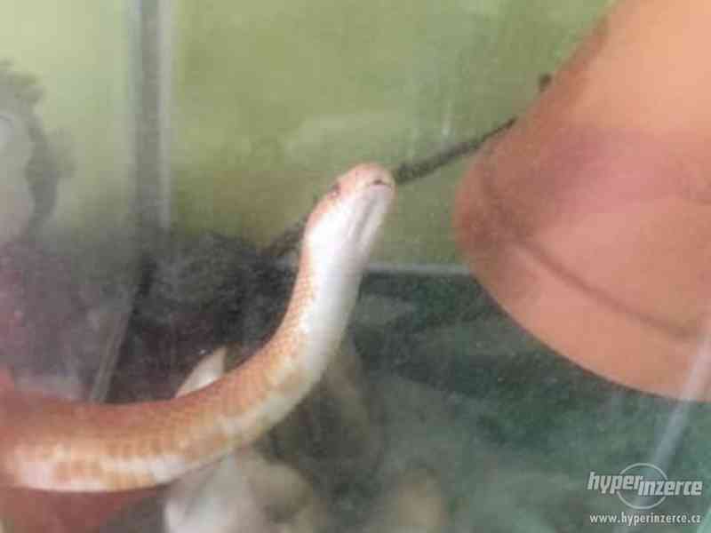 Užovka červená albin - foto 1