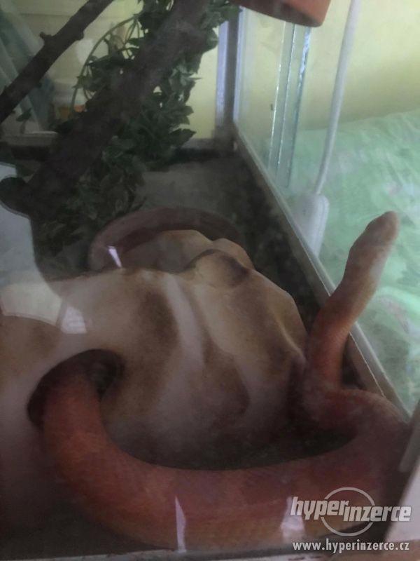 Užovka červená albin - foto 2