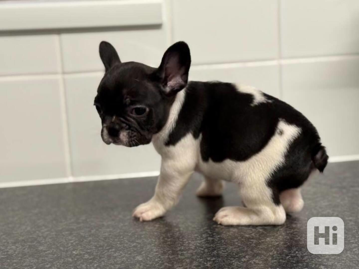 Krasná Francouzský buldoček - foto 1