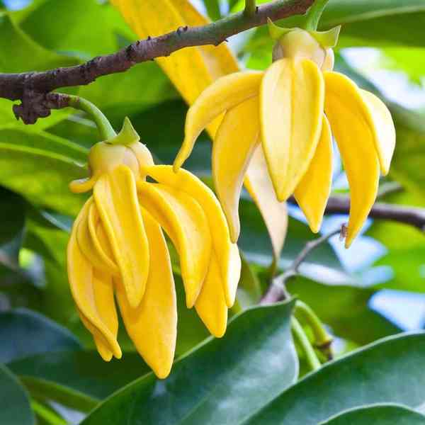 semena Ylang Ylang