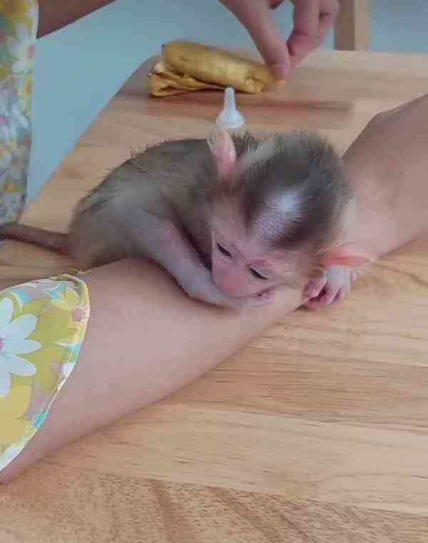 🐒💖 Krásná opičí mláďata na prodej