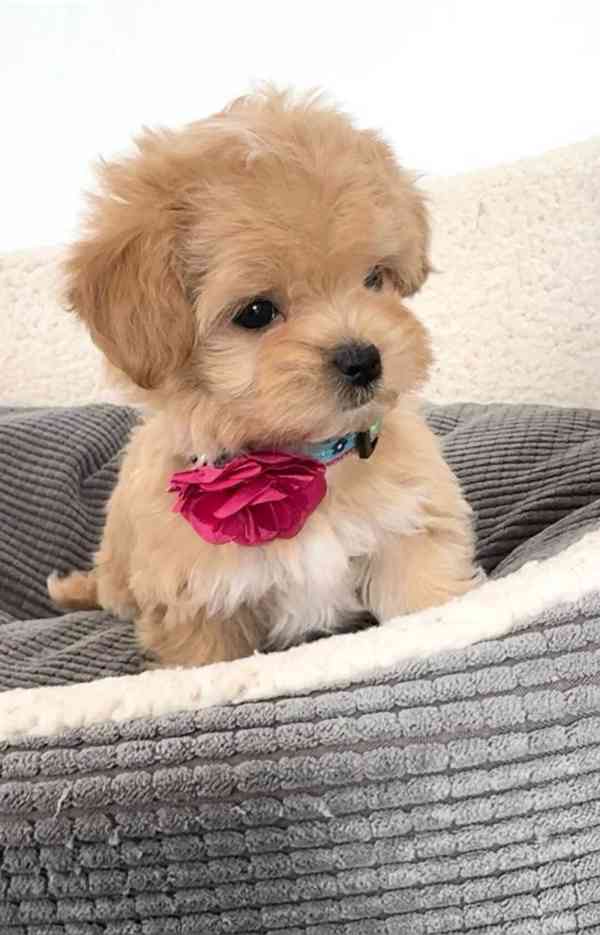 Krásná štěňata Maltipoo - foto 1