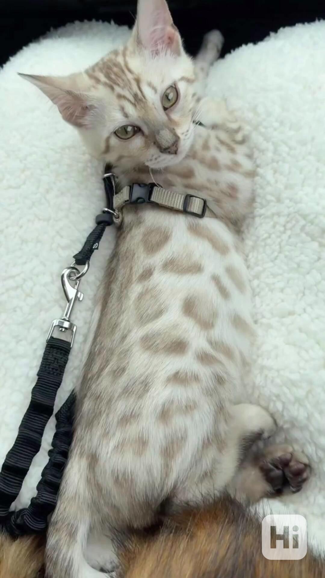 Bengálská kočka - kocourek s PP - foto 1