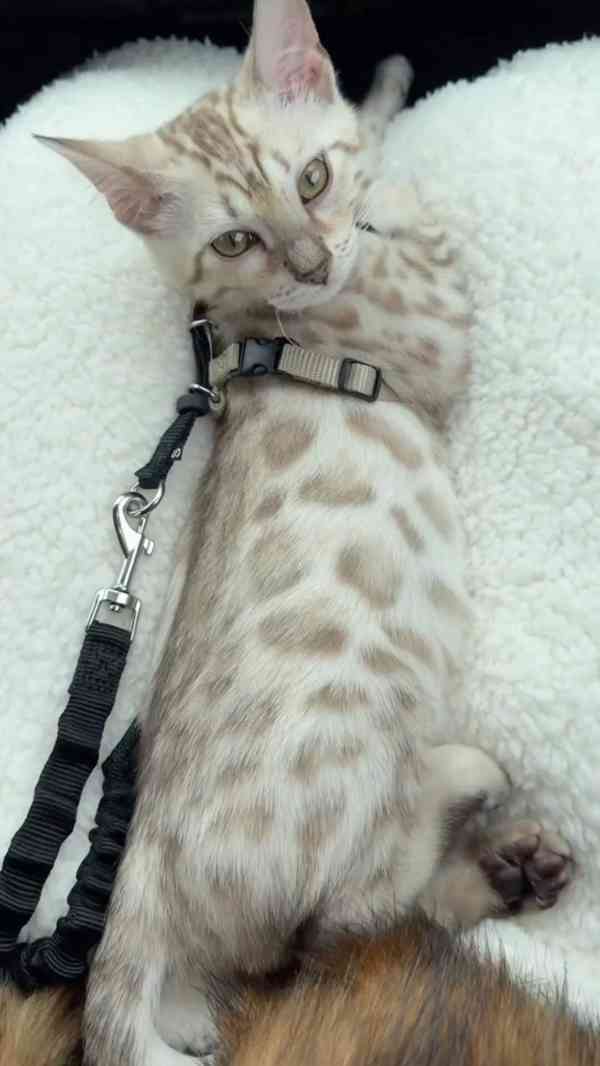 Bengálská kočka - kocourek s PP - foto 1