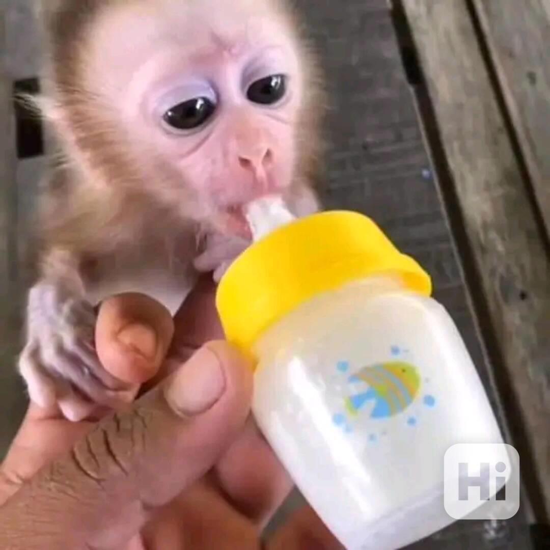  Velmi krásné kapucínské opice  - foto 1