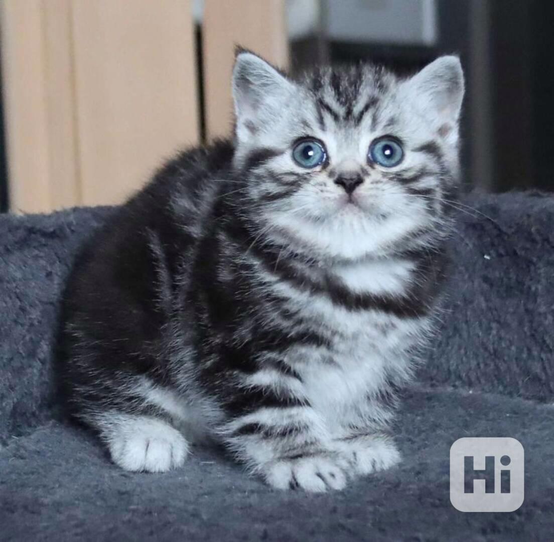 BKH Koťátka s rodokmenem - foto 1