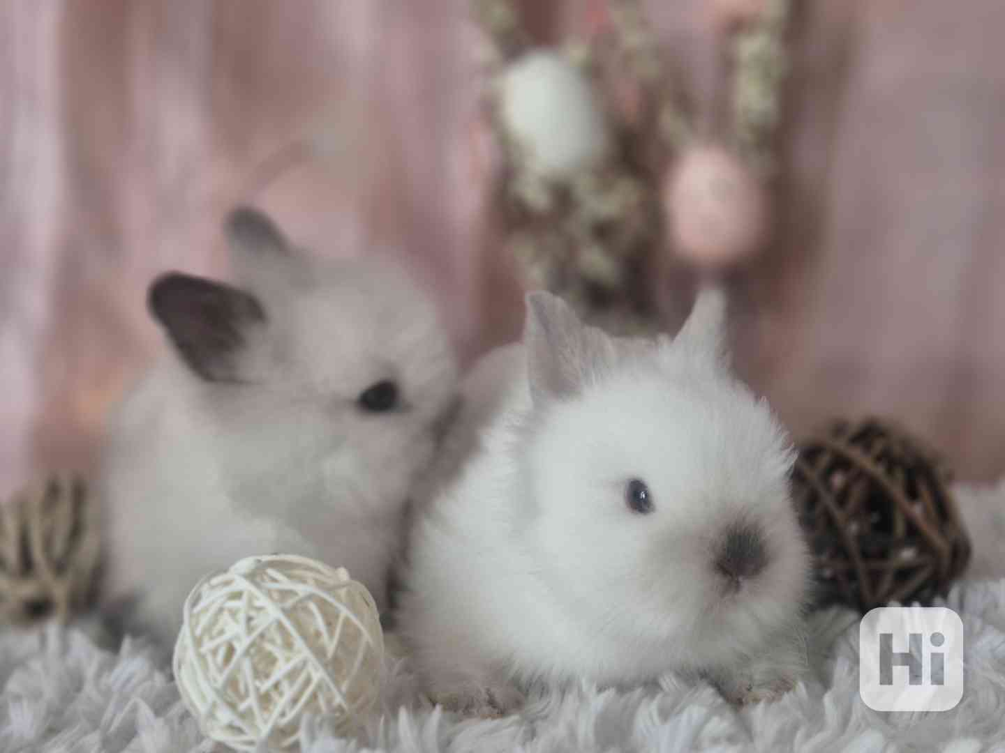 Zakrslý teddy králík - foto 1