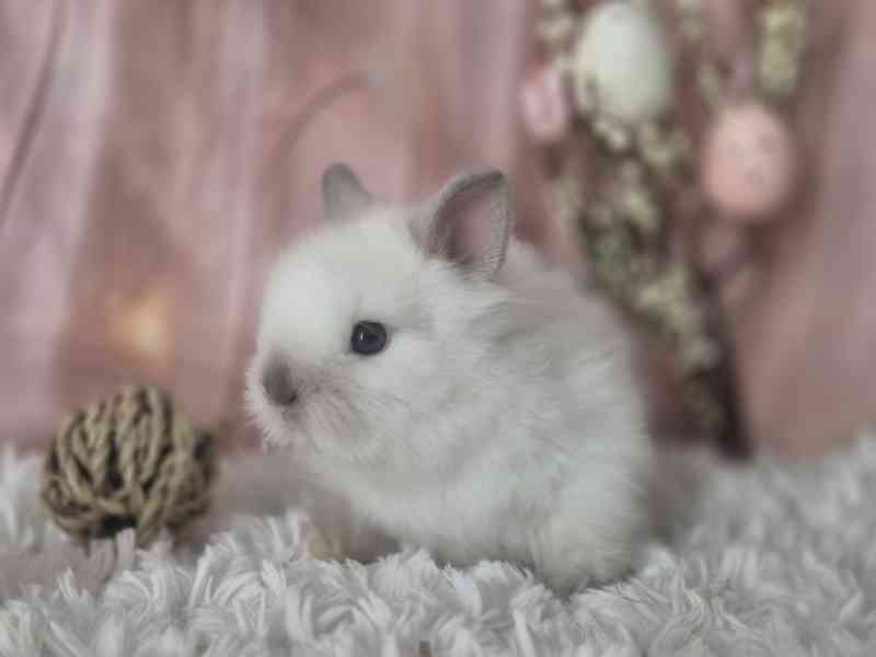 Zakrslý teddy králík - foto 3