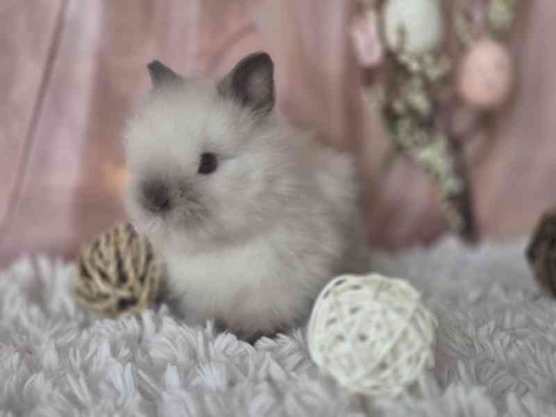 Zakrslý teddy králík - foto 2