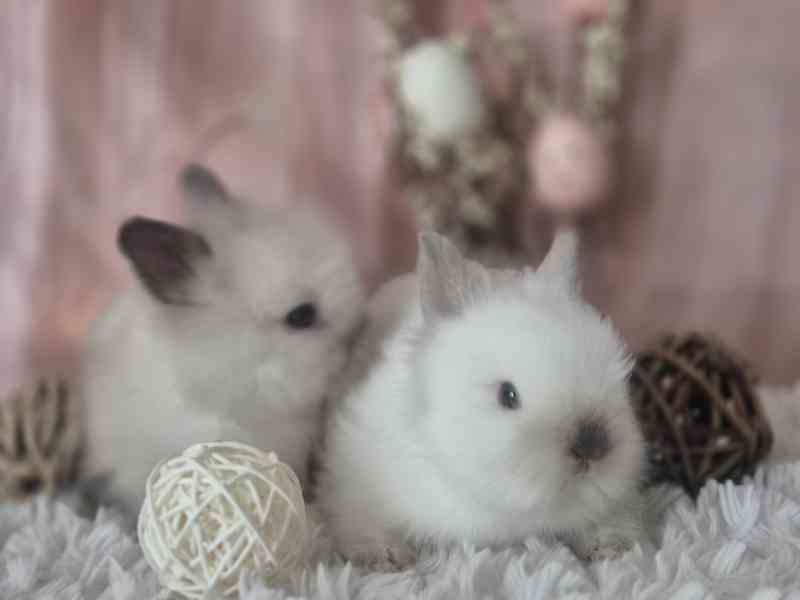 Zakrslý teddy králík - foto 1