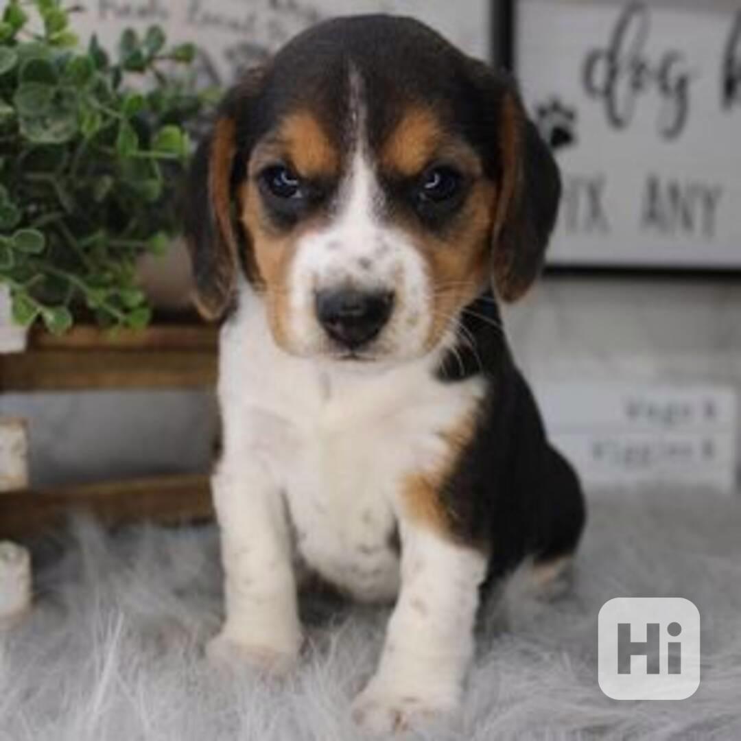 Beagle - foto 1