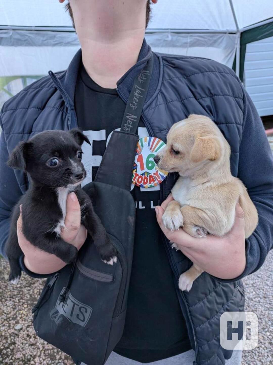 Čivava krátkosrstá-krásná - foto 1