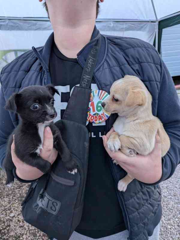 Čivava krátkosrstá-krásná - foto 1