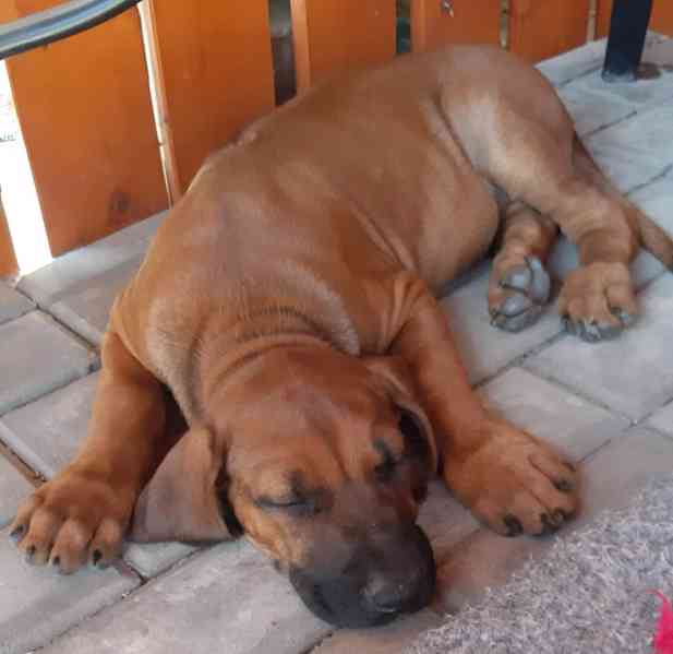 Rhodéský ridgeback - foto 1