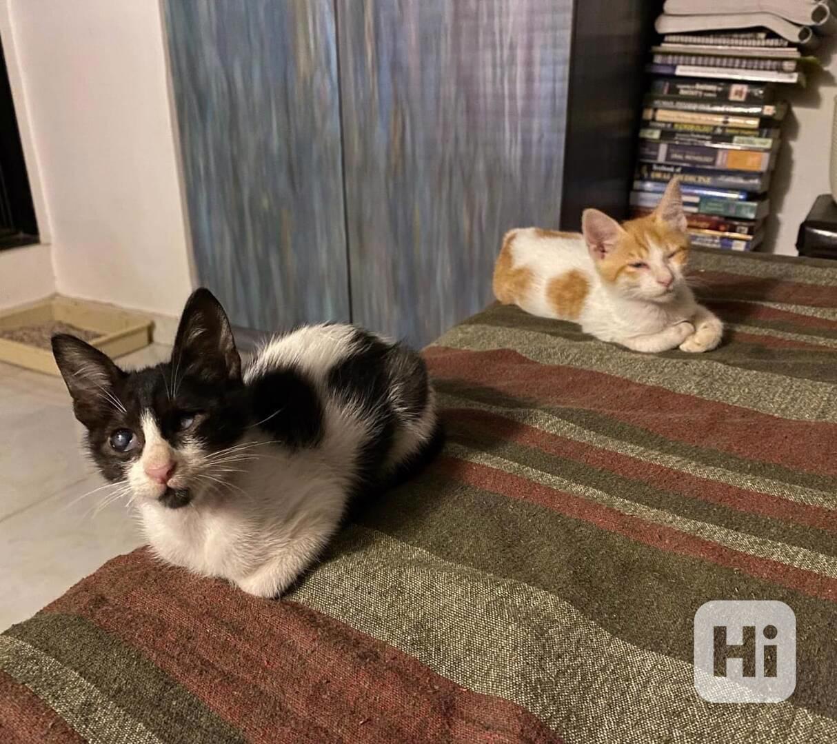 Tato rozkošná barmská koťátka – kluci i holčičky - foto 1