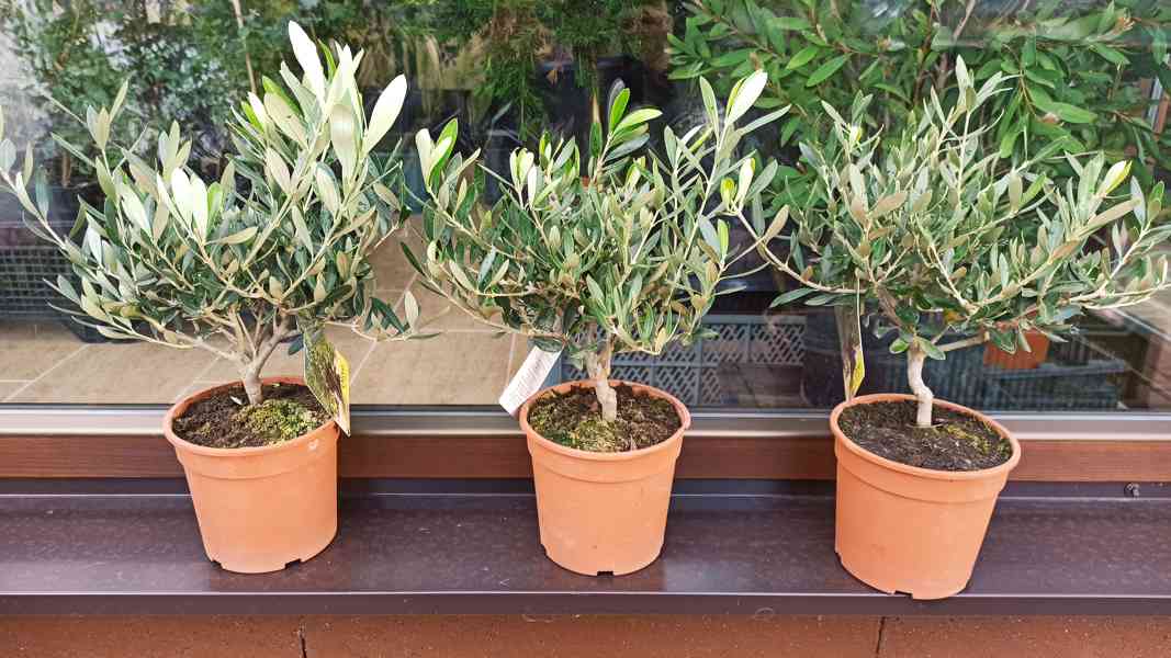 Olivovník evropský (Olea europaea) bonsaj - foto 1