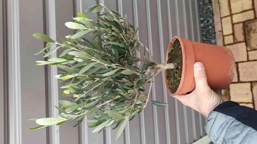 Olivovník evropský (Olea europaea) bonsaj - foto 2
