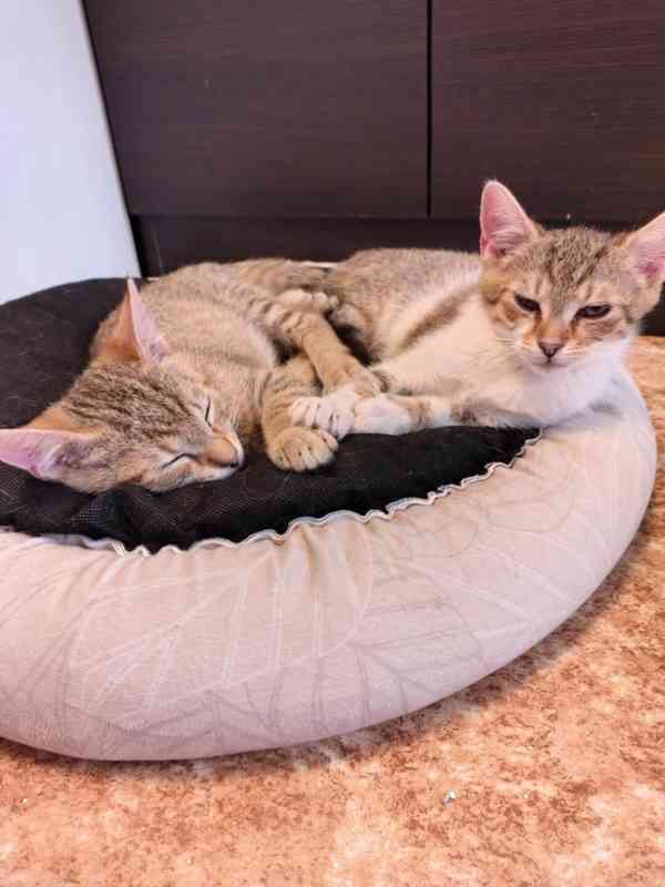 Mourovaný 6měsíční kocourek Merlin hledá domov. - foto 2